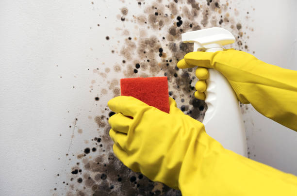 Best Basement Mold Remediation in Trumann, AR
